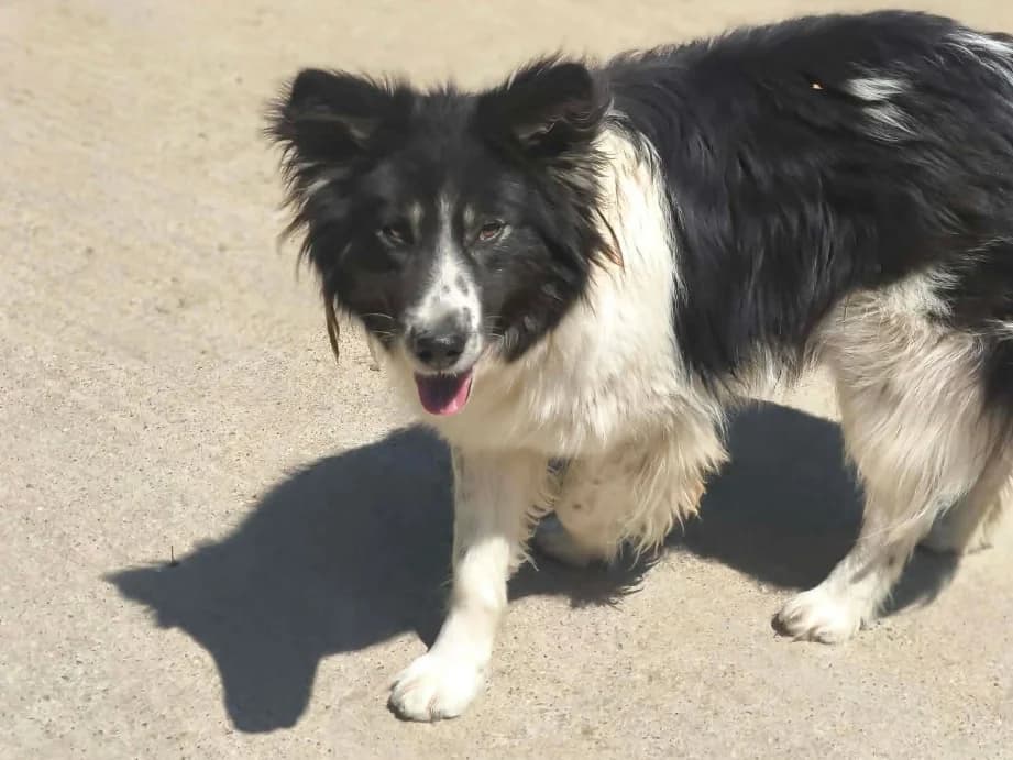 Hope, female young Mixed Breed for adoption at Claudias Herzenshunde, Germany
