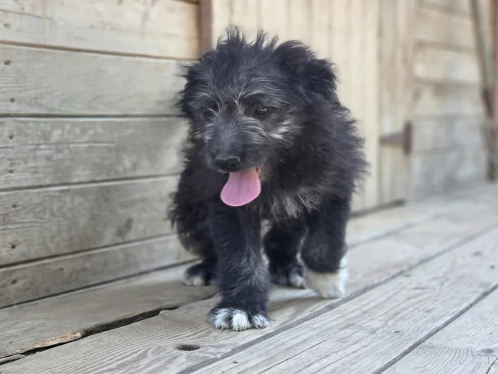 Ilaria, female puppy Mixed Breed for adoption at Claudias Herzenshunde, Germany