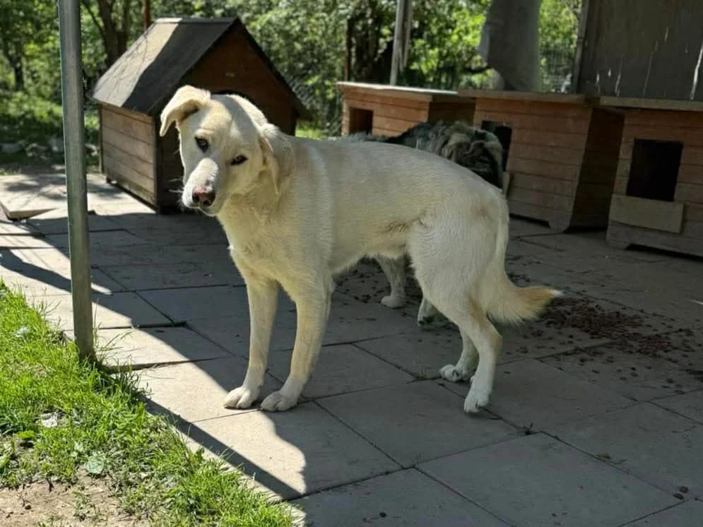 Imani, male young Mixed Breed for adoption at Claudias Herzenshunde, Germany