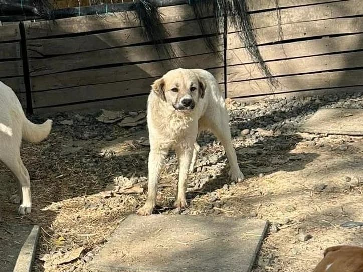 Indira, female puppy Mixed Breed for adoption at Claudias Herzenshunde, Germany