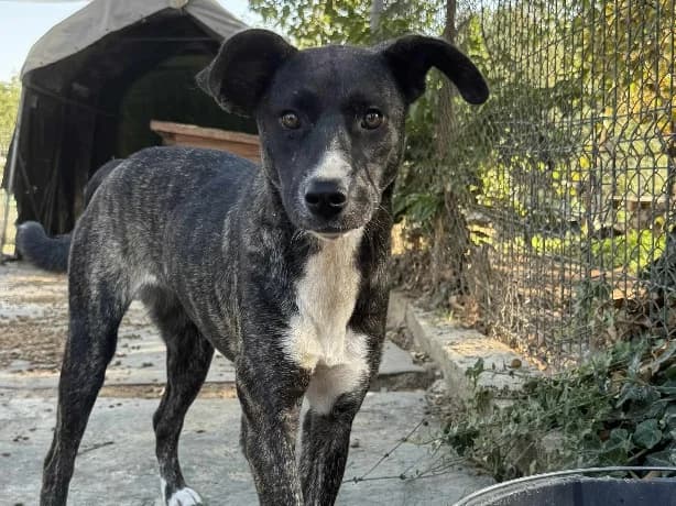 Indy, female young Mixed Breed for adoption at Claudias Herzenshunde, Germany
