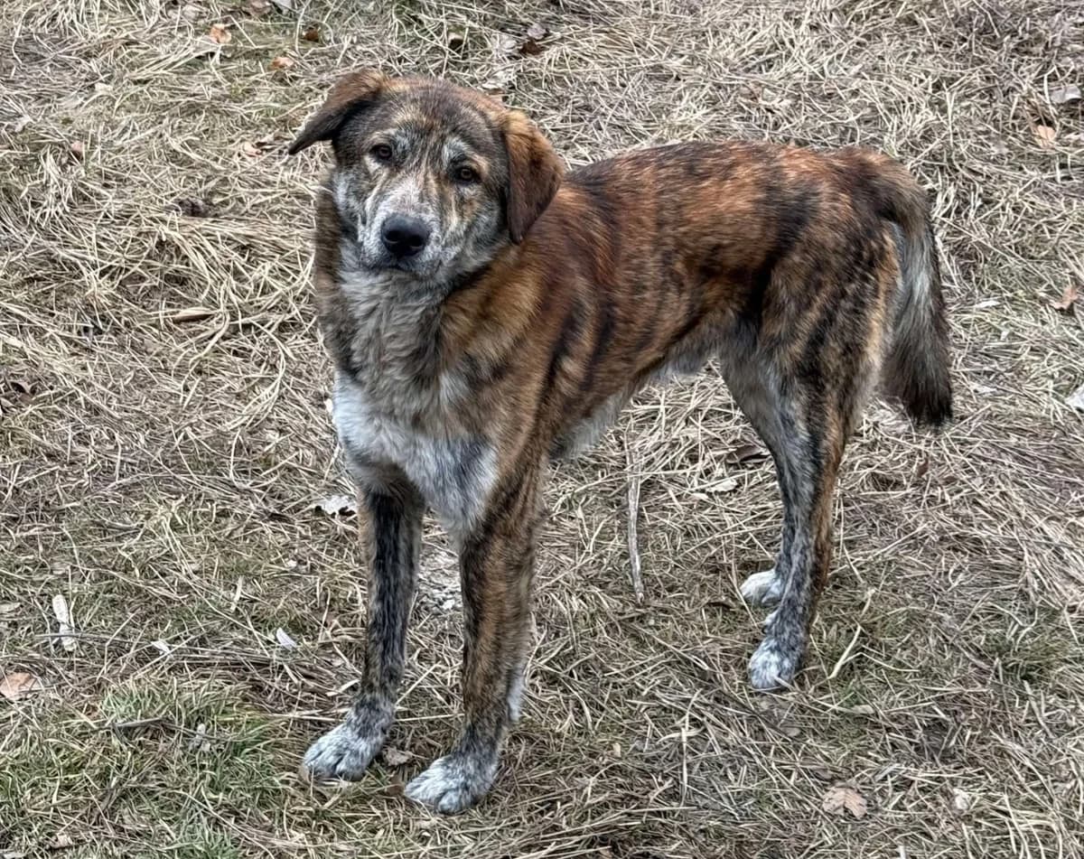 Irko, male young Mixed Breed for adoption at Claudias Herzenshunde, Germany