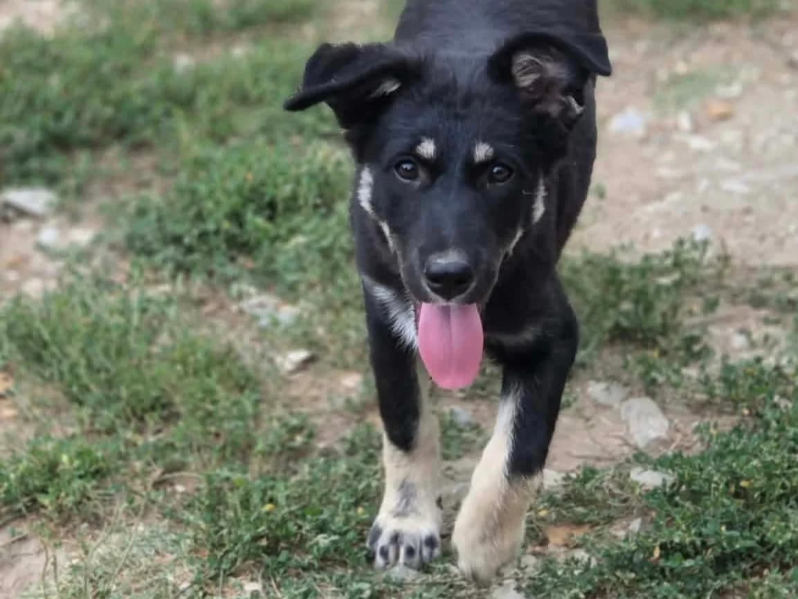 Janna, female puppy Mixed Breed for adoption at Claudias Herzenshunde, Germany