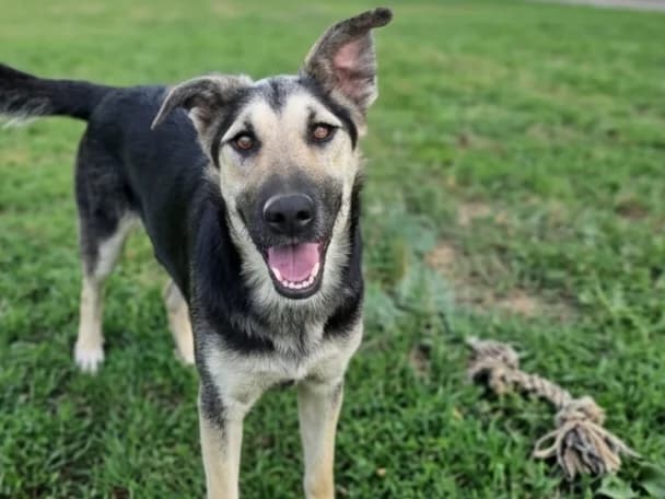 Jasper in 39387 Oschersleben, male young Mixed Breed for adoption at Claudias Herzenshunde, Germany