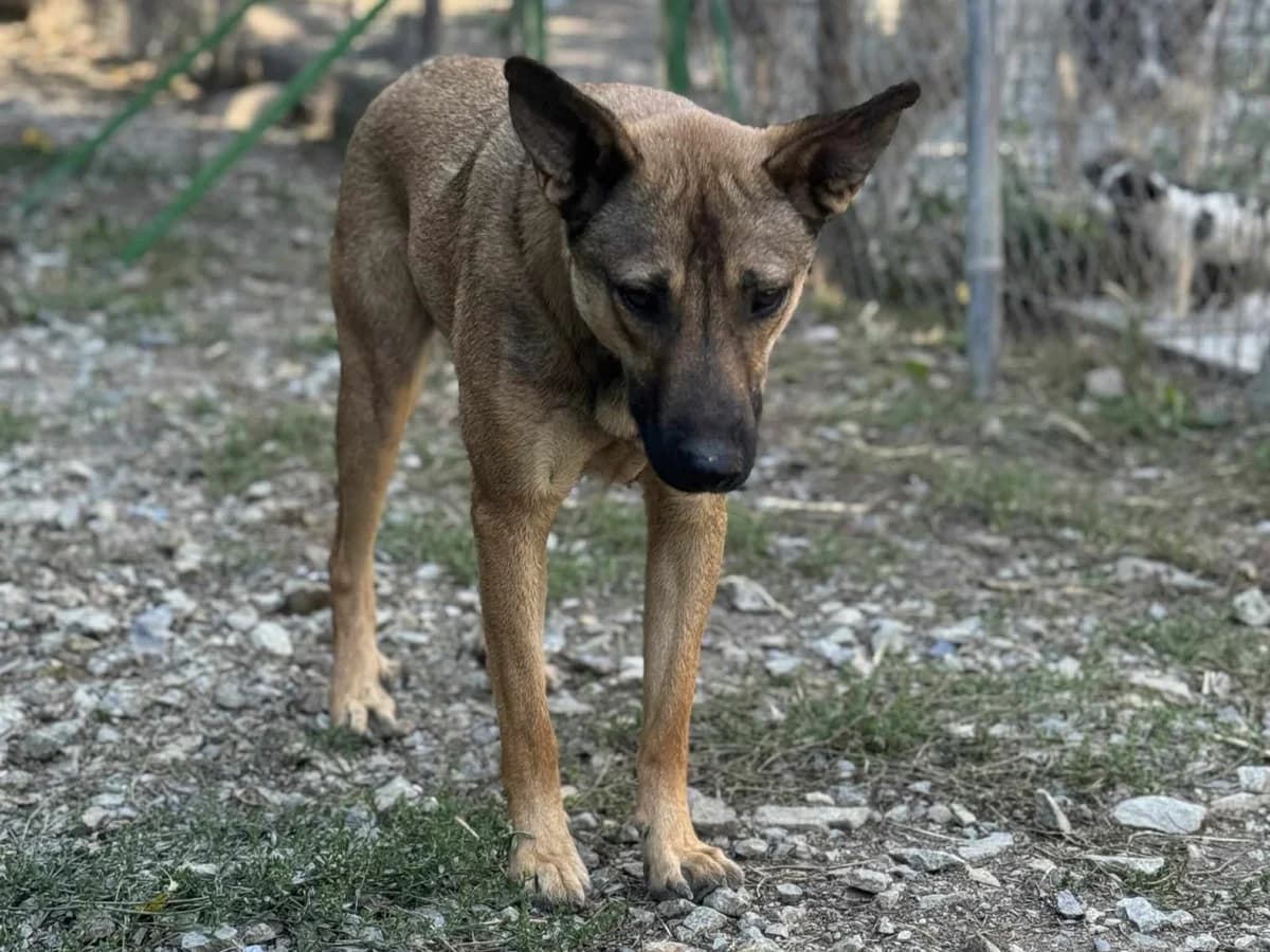 Joker, male young Mixed Breed for adoption at Claudias Herzenshunde, Germany