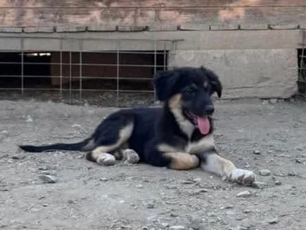 Joris RESERVIERT, male puppy Mixed Breed for adoption at Claudias Herzenshunde, Germany