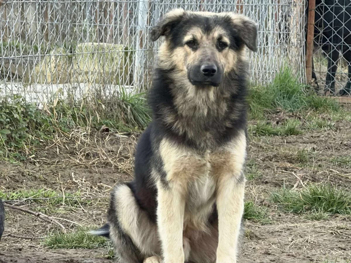 Joseph, male young Mixed Breed for adoption at Claudias Herzenshunde, Germany