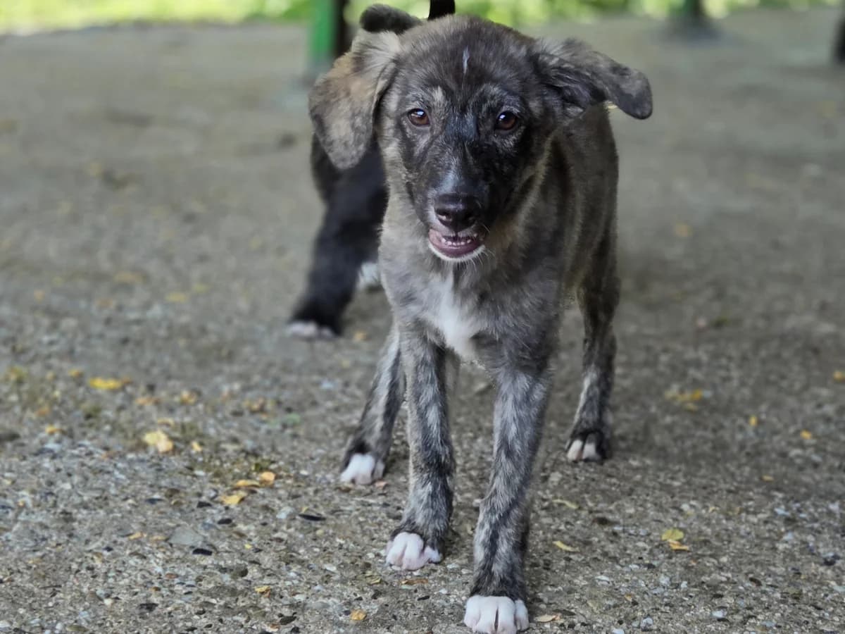 Kaida RESERVIERT, female puppy Mixed Breed for adoption at Claudias Herzenshunde, Germany