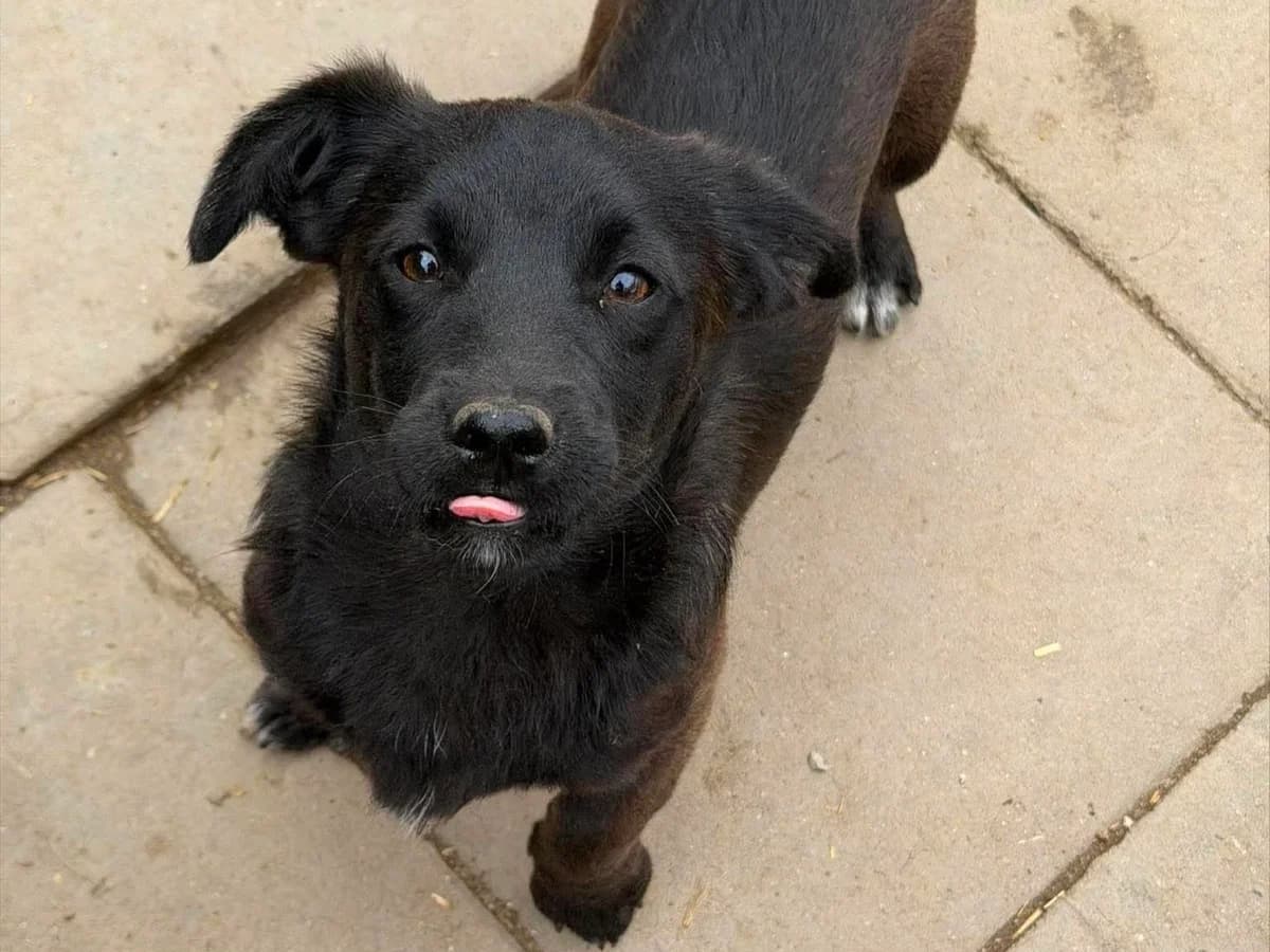 Karli, male puppy Mixed Breed for adoption at Claudias Herzenshunde, Germany