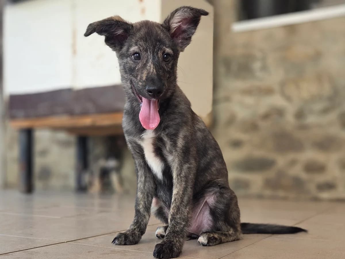 Kassandra, female puppy Mixed Breed for adoption at Claudias Herzenshunde, Germany