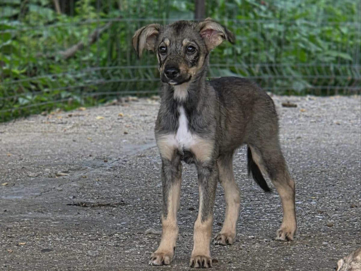 Kensi, female puppy Mixed Breed for adoption at Claudias Herzenshunde, Germany