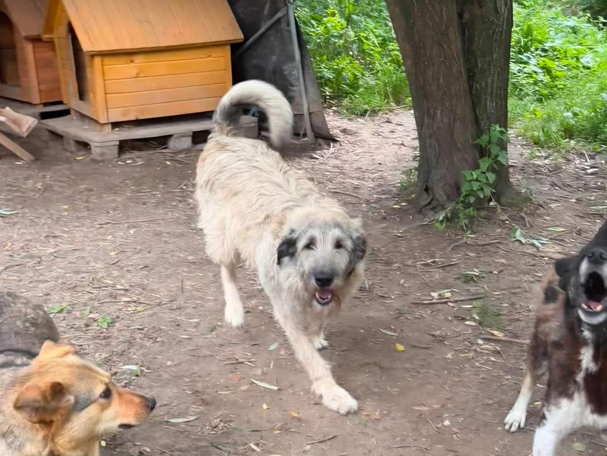 Kermit, male young mixed breed for adoption at Claudias Herzenshunde, Germany