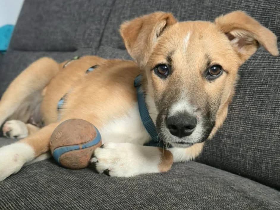 Kimmy in 31171, female senior Mixed Breed for adoption at Claudias Herzenshunde, Germany