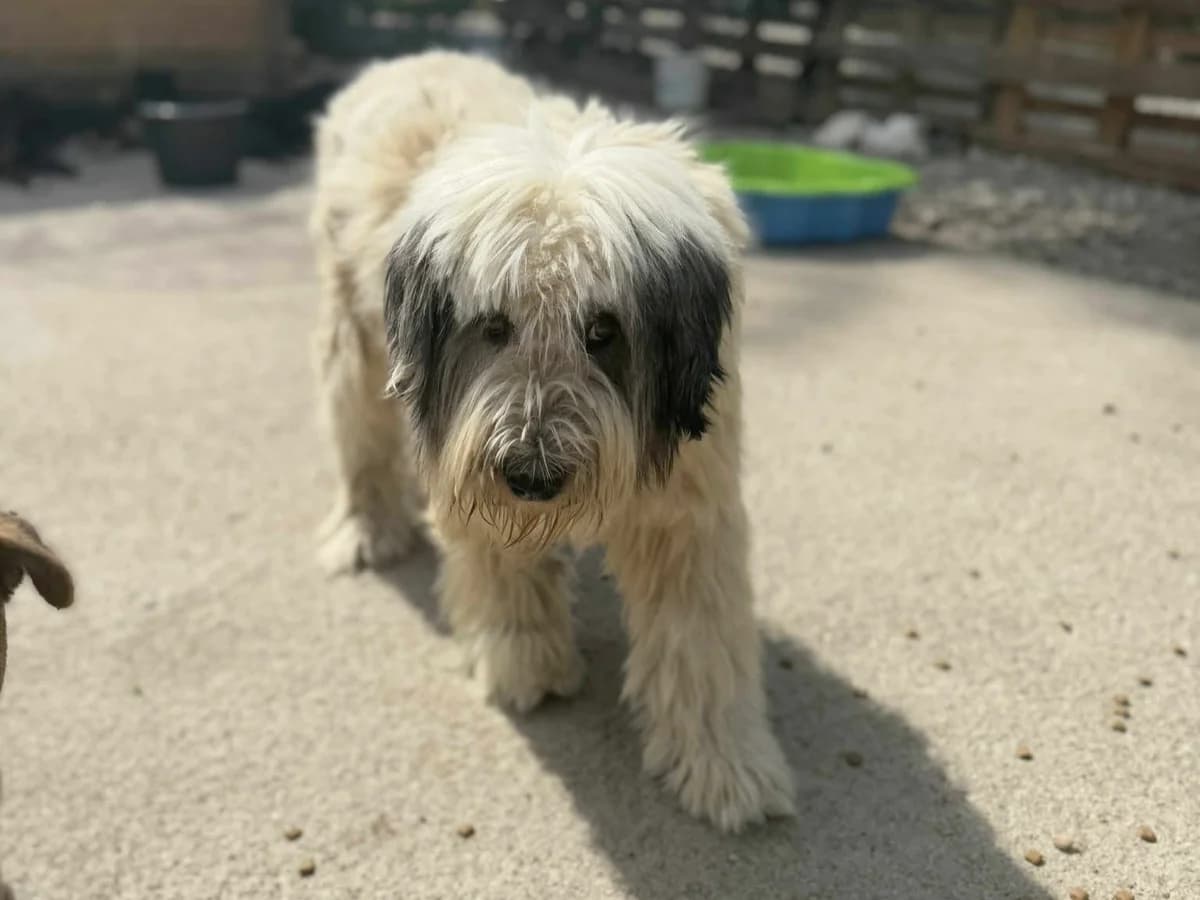 Konny, female young Mixed Breed for adoption at Claudias Herzenshunde, Germany