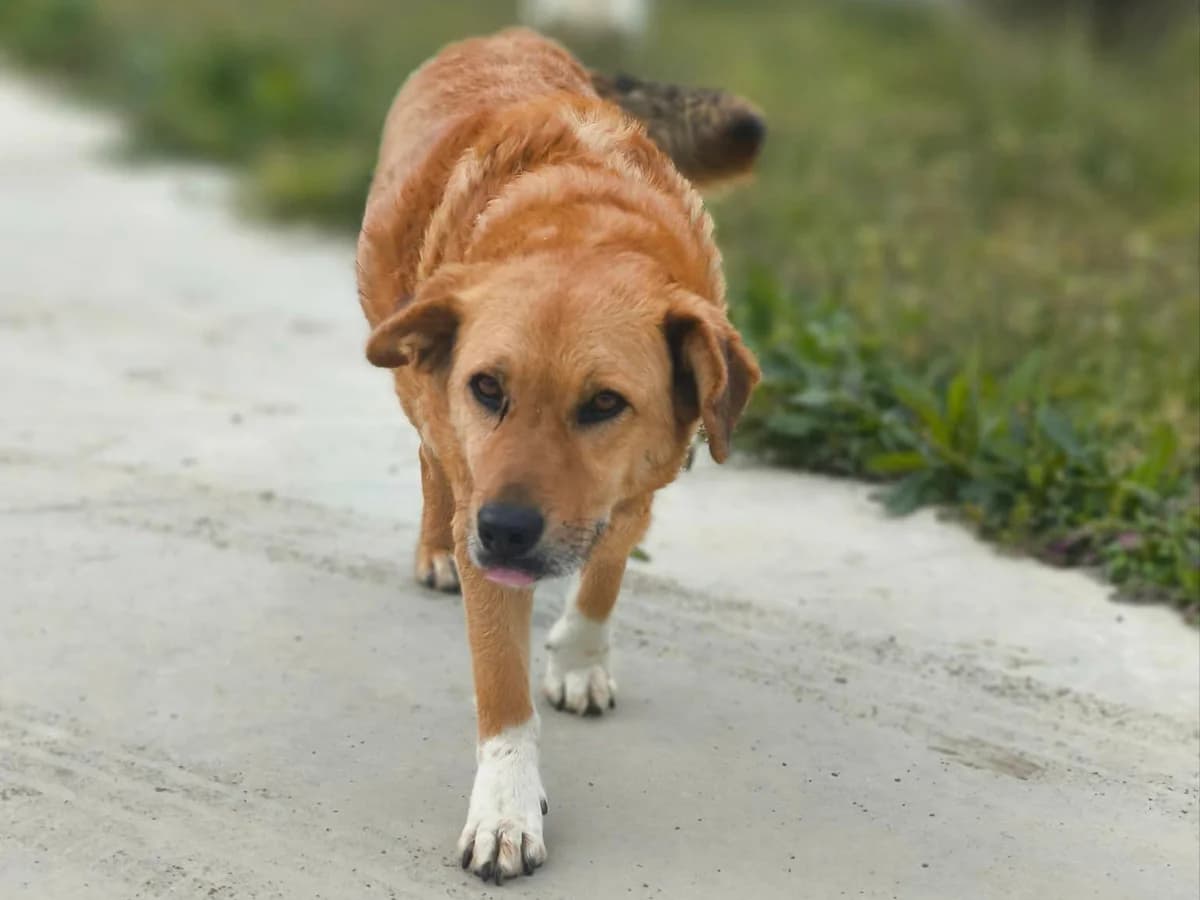 Lotta RESERVIERT, female young Mixed Breed for adoption at Claudias Herzenshunde, Germany
