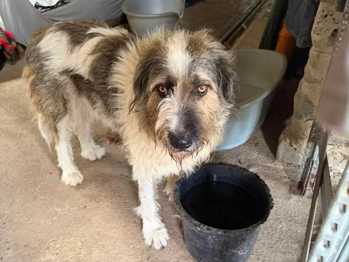 Luna, female young Mixed Breed for adoption at Claudias Herzenshunde, Germany