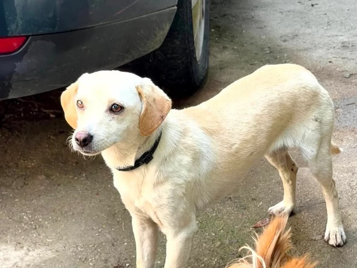 Luna, female young Mixed Breed for adoption at Claudias Herzenshunde, Germany