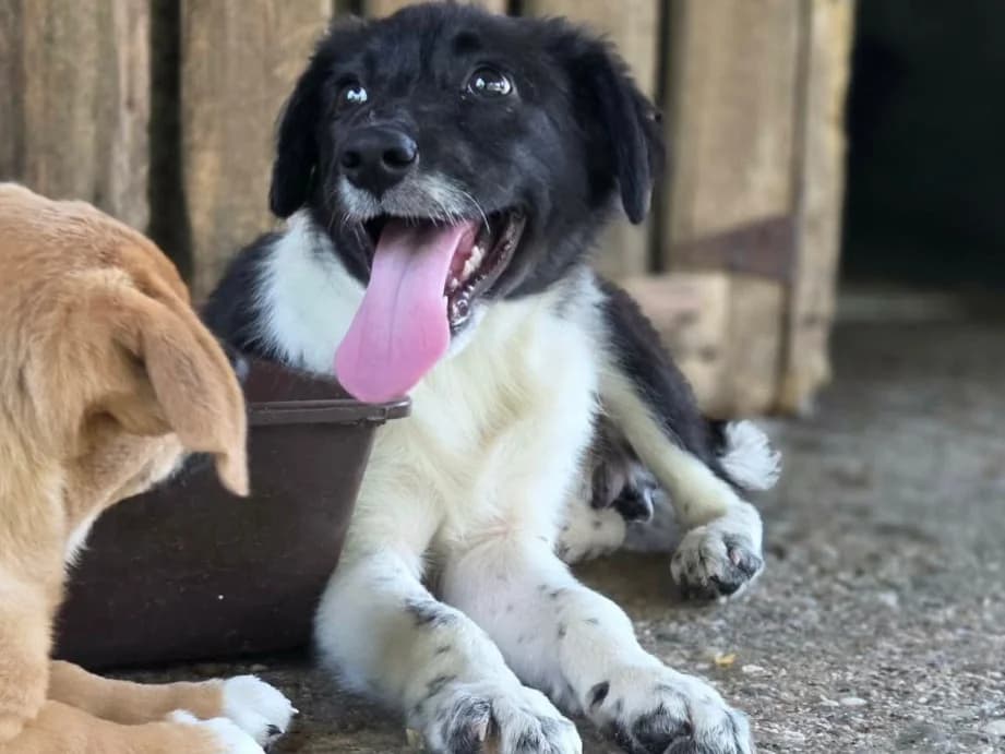 Missy, female puppy Mixed Breed for adoption at Claudias Herzenshunde, Germany
