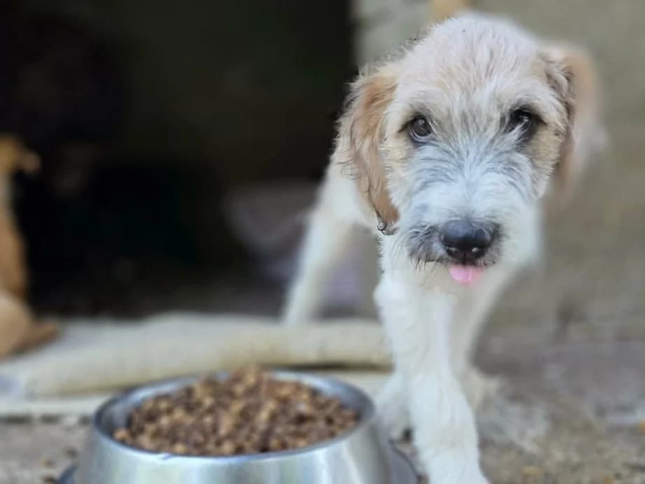 Molly RESERVIERT, female puppy Mixed Breed for adoption at Claudias Herzenshunde, Germany