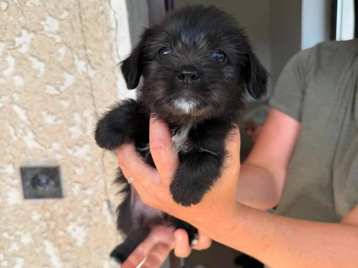 Ophelia, female puppy Mixed Breed for adoption at Claudias Herzenshunde, Germany