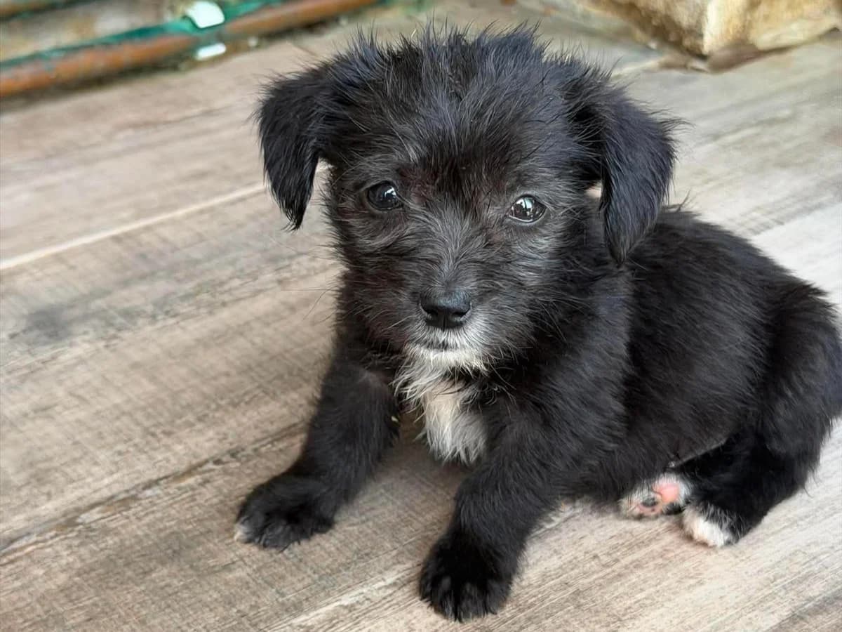 Oskana, female puppy Mixed Breed for adoption at Claudias Herzenshunde, Germany