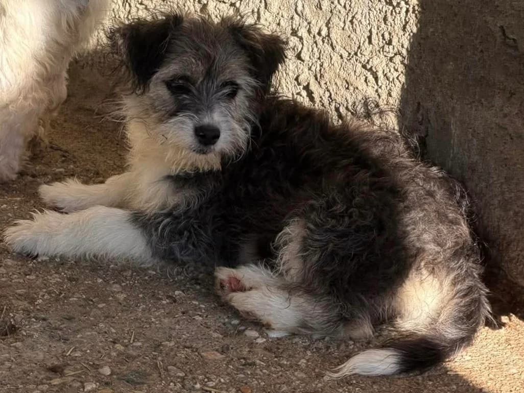 Pepper, female puppy Mixed Breed for adoption at Claudias Herzenshunde, Germany