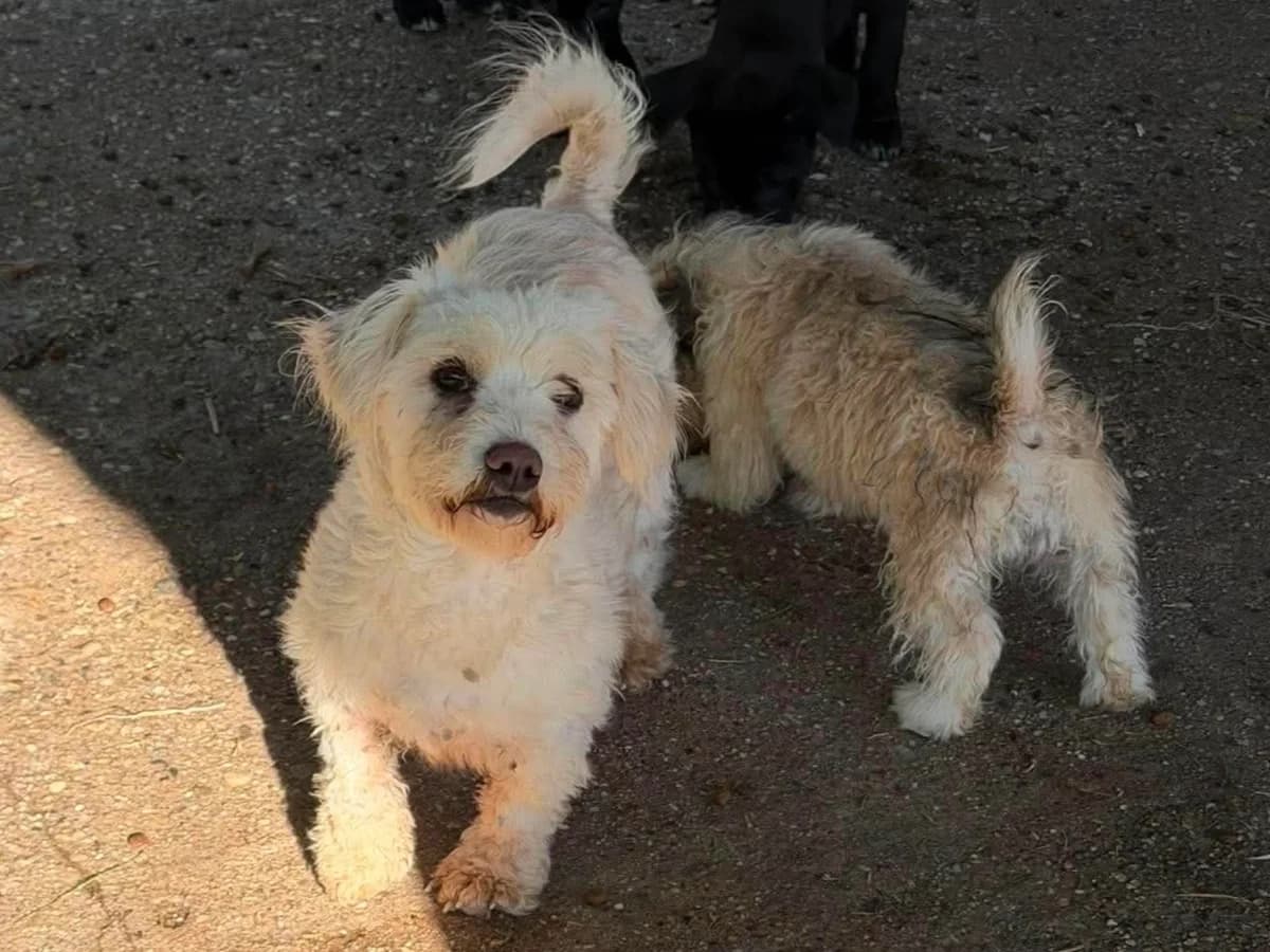 Polly, female young Mixed Breed for adoption at Claudias Herzenshunde, Germany