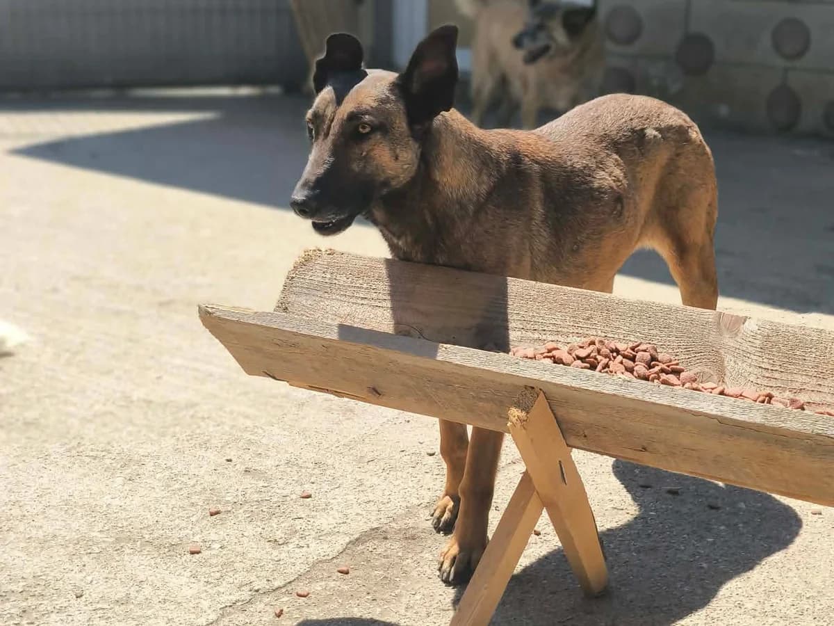 Quiana, female young Mixed Breed for adoption at Claudias Herzenshunde, Germany