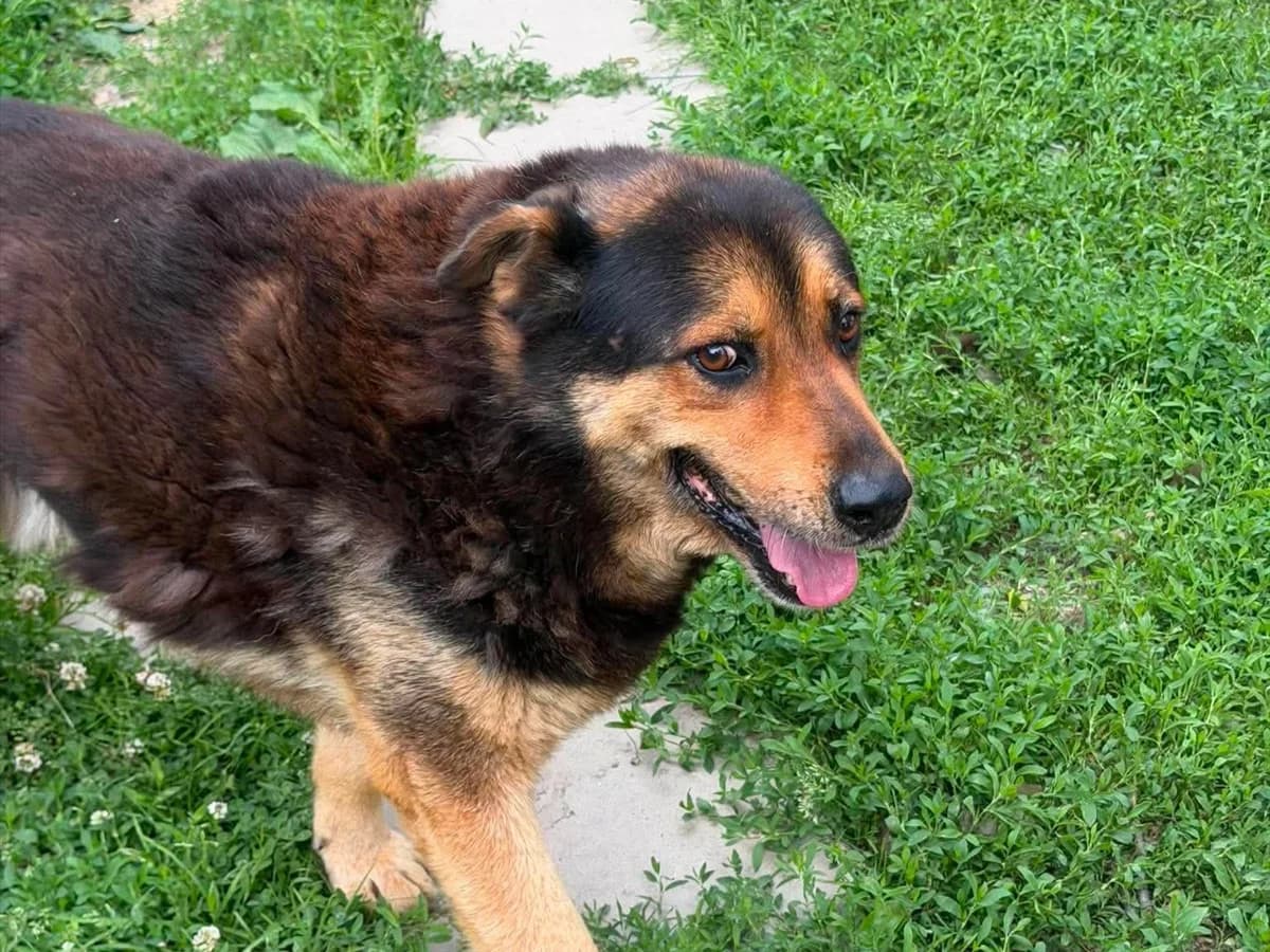 Quito, male young Mixed Breed for adoption at Claudias Herzenshunde, Germany