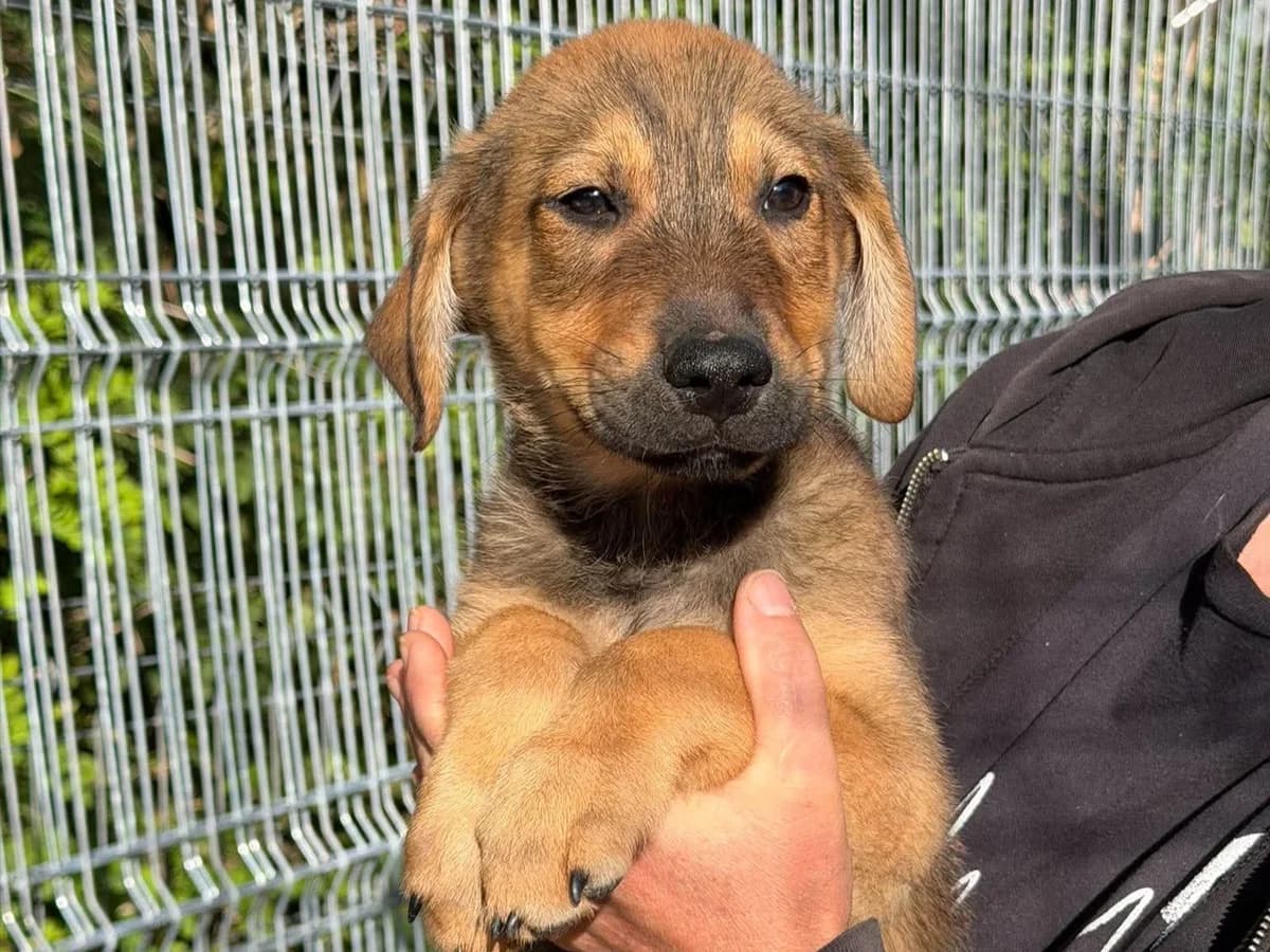 Ragnar, male puppy Mixed Breed for adoption at Claudias Herzenshunde, Germany