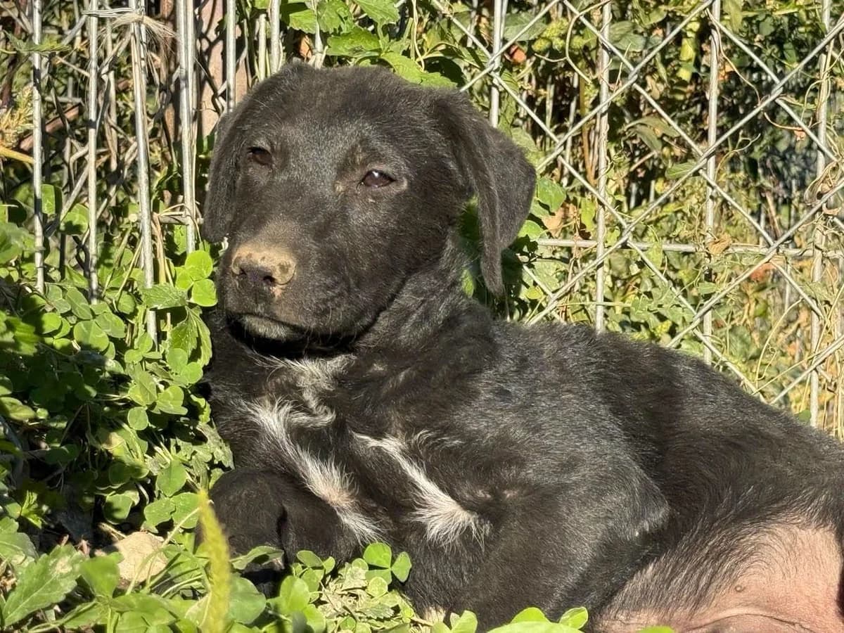 Ramos, male puppy Mixed Breed for adoption at Claudias Herzenshunde, Germany