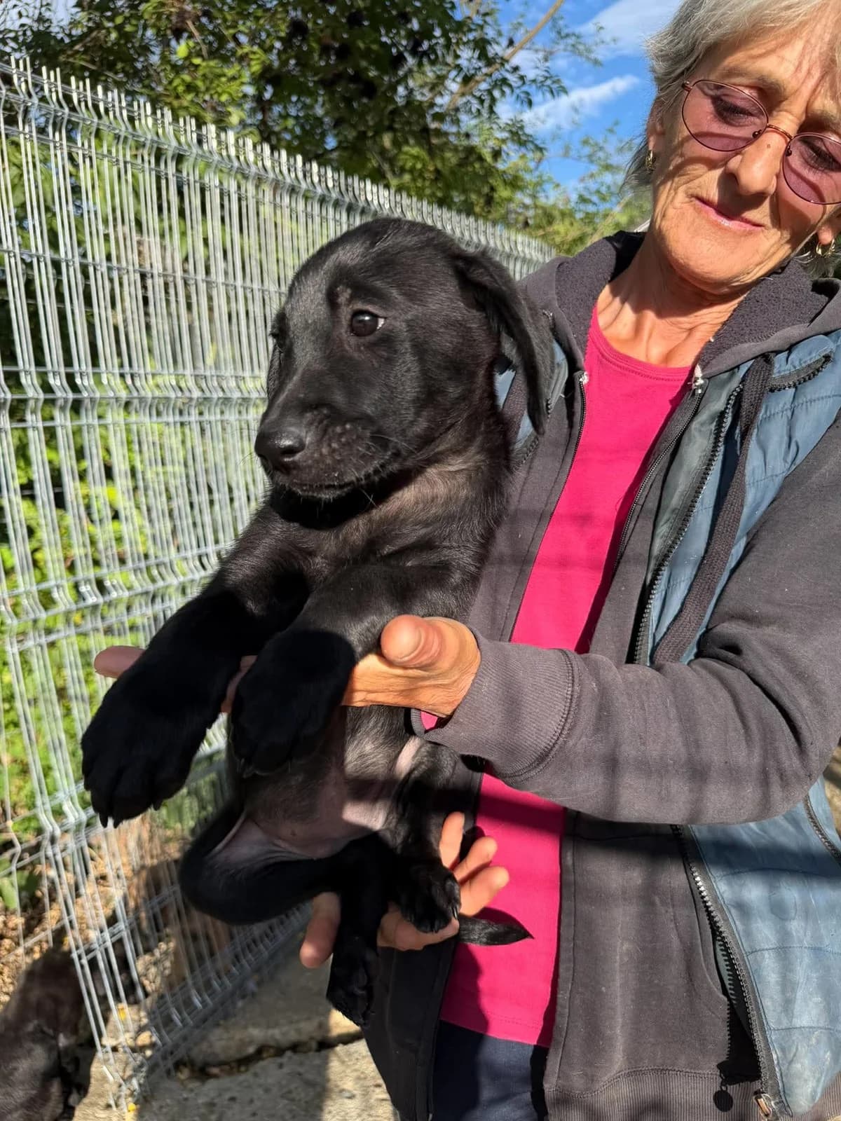 Rea, female puppy Mixed Breed for adoption at Claudias Herzenshunde, Germany