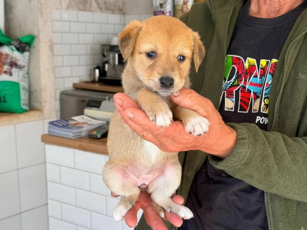 Ricka, female puppy Mixed Breed for adoption at Claudias Herzenshunde, Germany