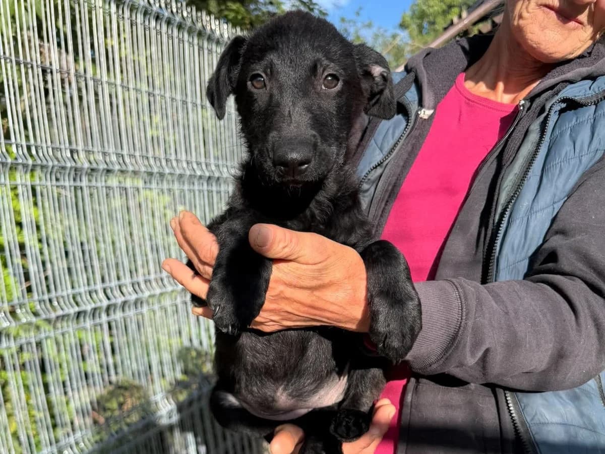 Rika, female puppy Mixed Breed for adoption at Claudias Herzenshunde, Germany
