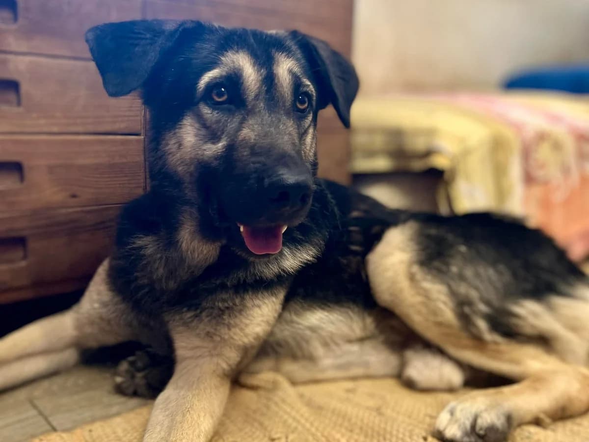 Ripley RESERVIERT, male young Mixed Breed for adoption at Claudias Herzenshunde, Germany
