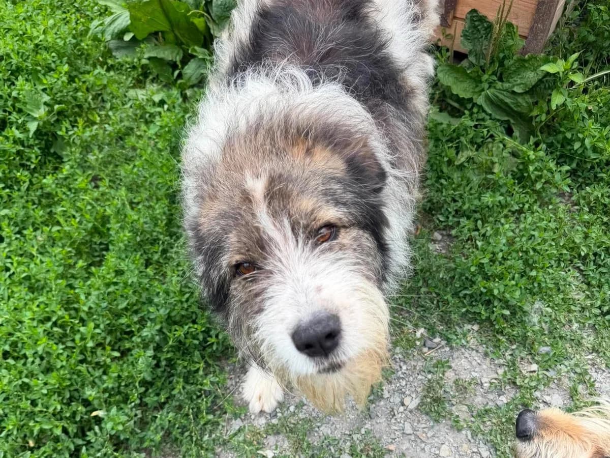 Roger, male young Mixed Breed for adoption at Claudias Herzenshunde, Germany