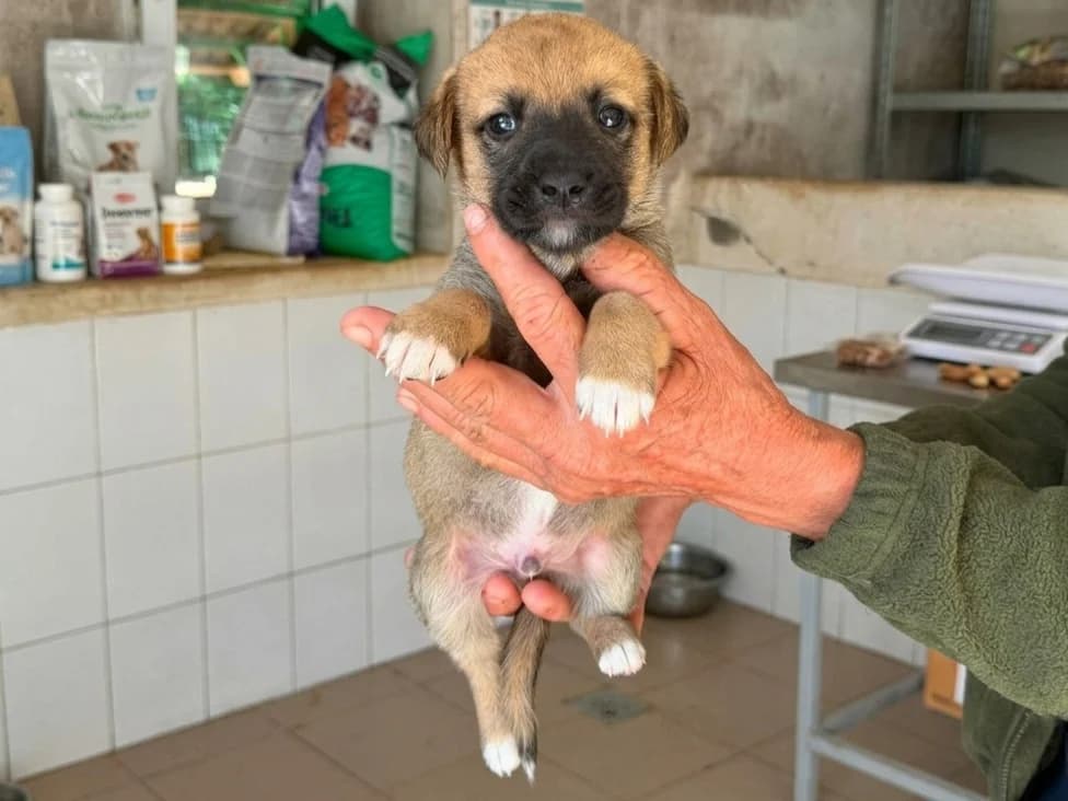 Rupert, male puppy Mixed Breed for adoption at Claudias Herzenshunde, Germany