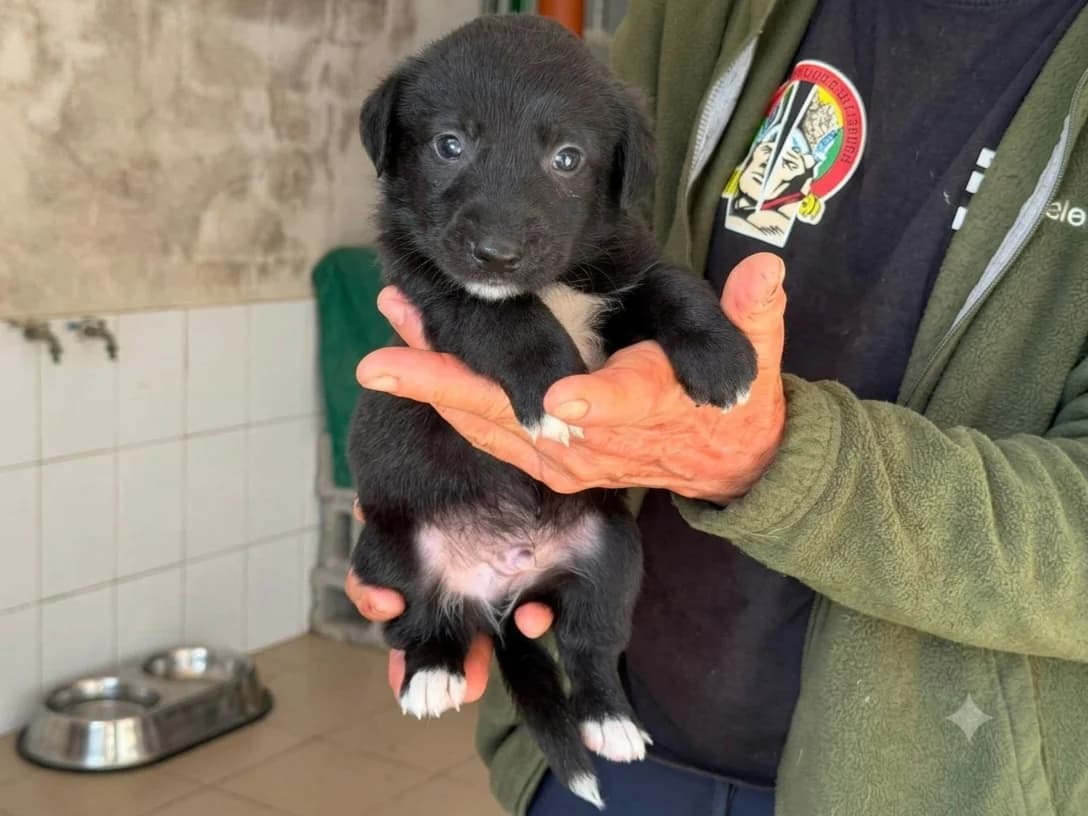 Rusty, male puppy Mixed Breed for adoption at Claudias Herzenshunde, Germany