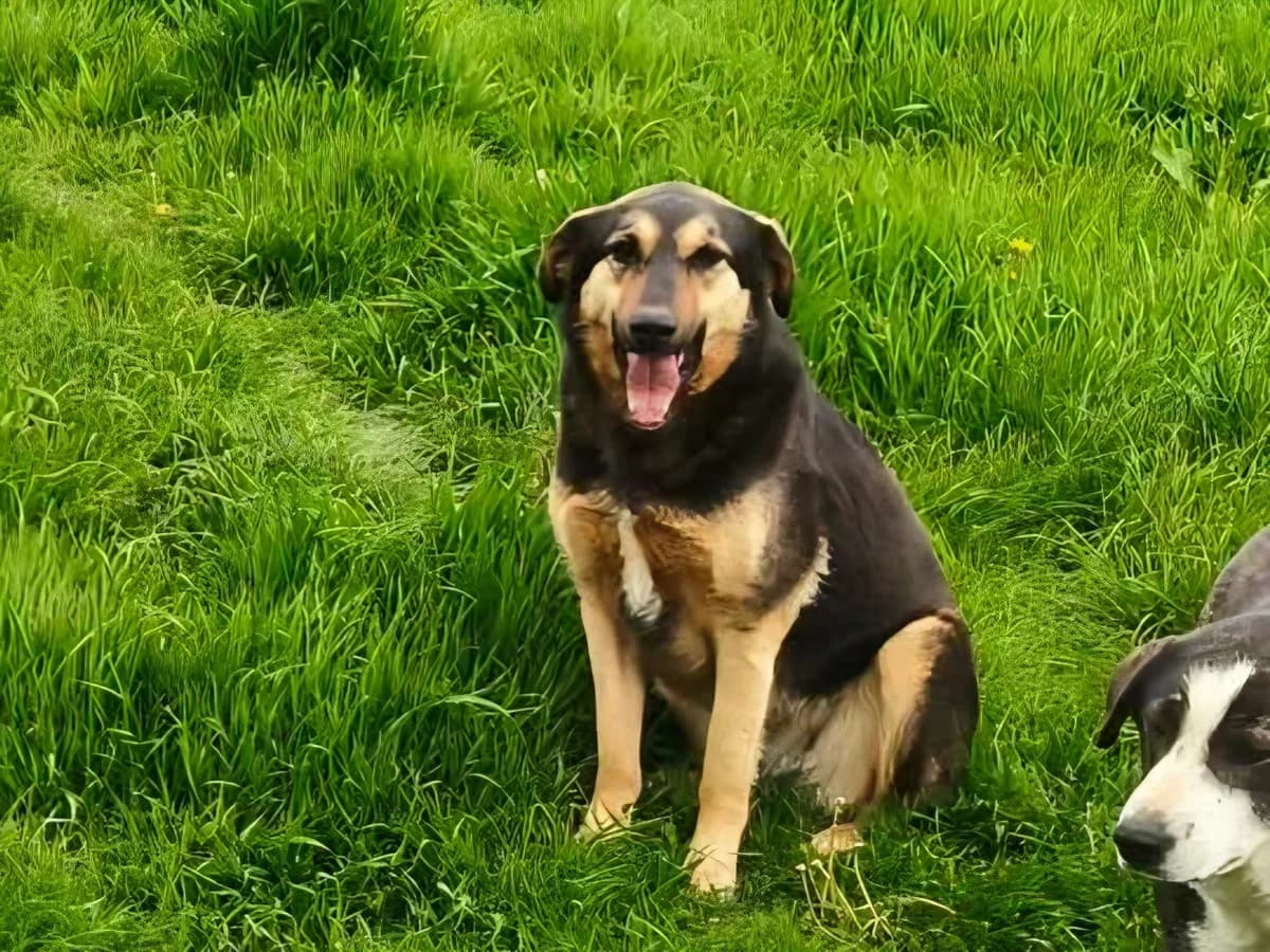 Sally, female young Mixed Breed for adoption at Claudias Herzenshunde, Germany