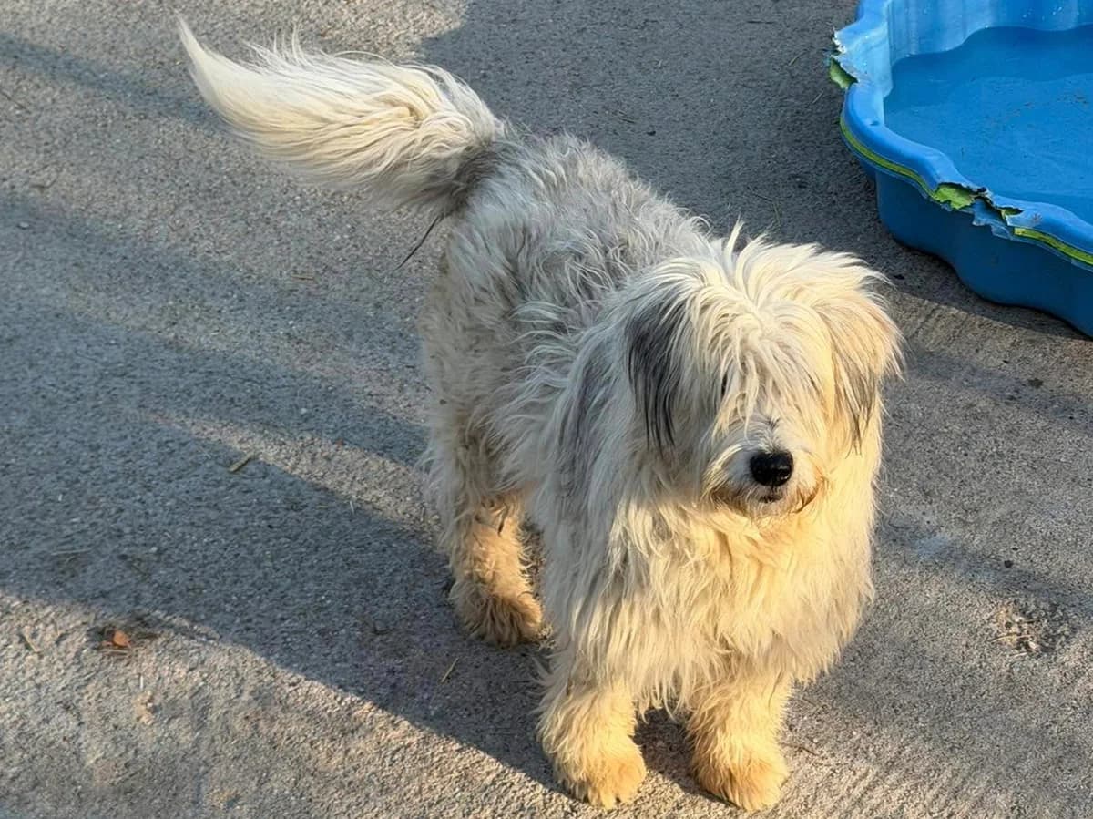 Samson, male young Mixed Breed for adoption at Claudias Herzenshunde, Germany
