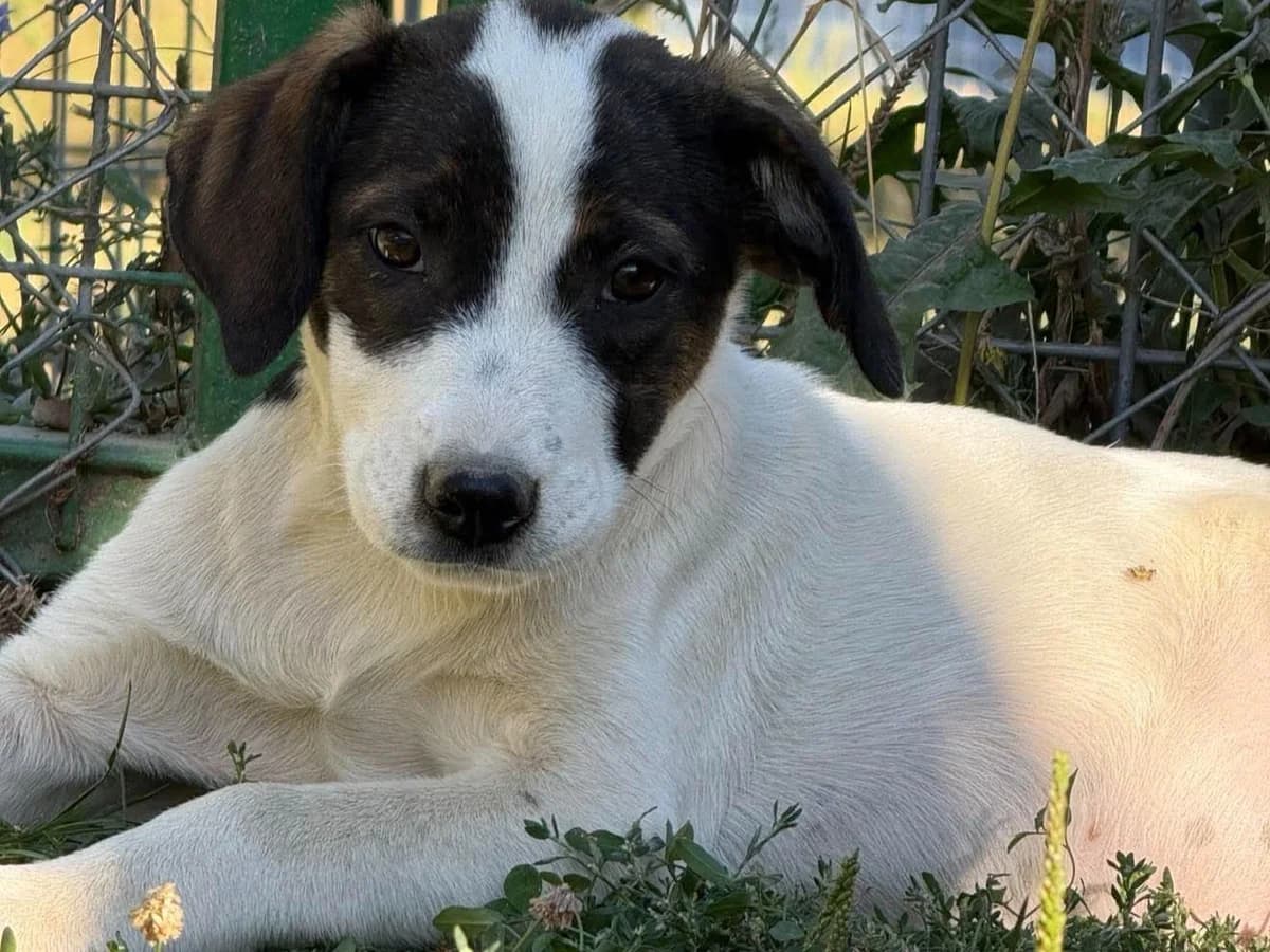 Sandrina, female puppy Mixed Breed for adoption at Claudias Herzenshunde, Germany