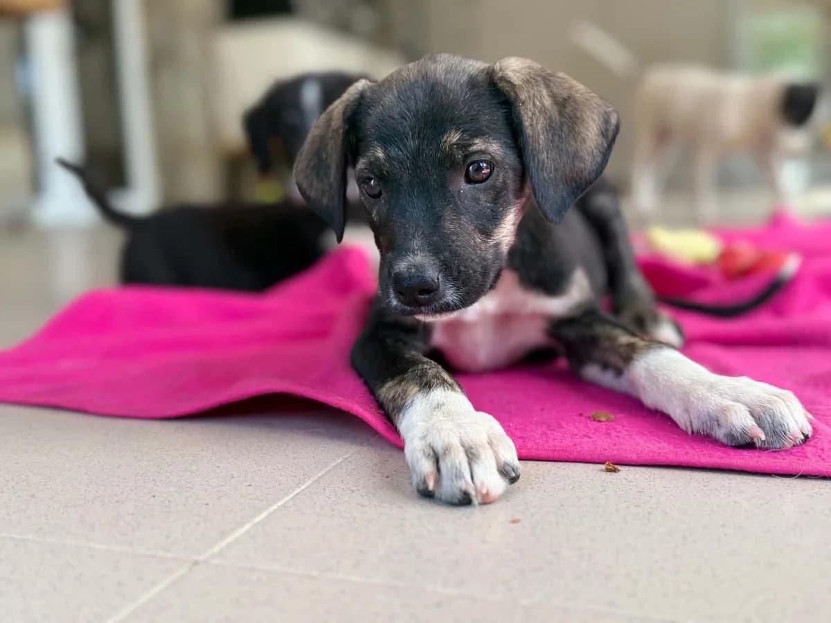 Smoky, male puppy Mixed Breed for adoption at Claudias Herzenshunde, Germany