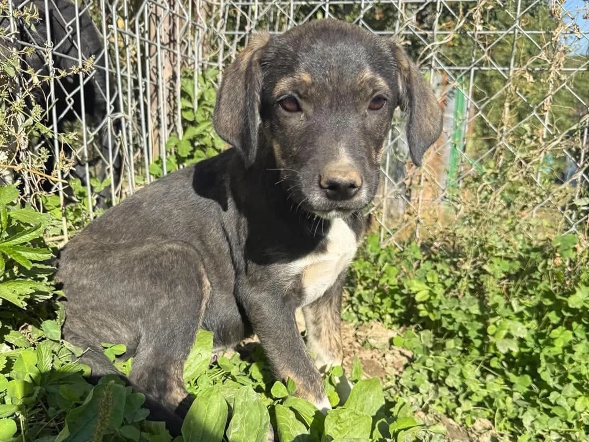 Smoky, male puppy Mixed Breed for adoption at Claudias Herzenshunde, Germany