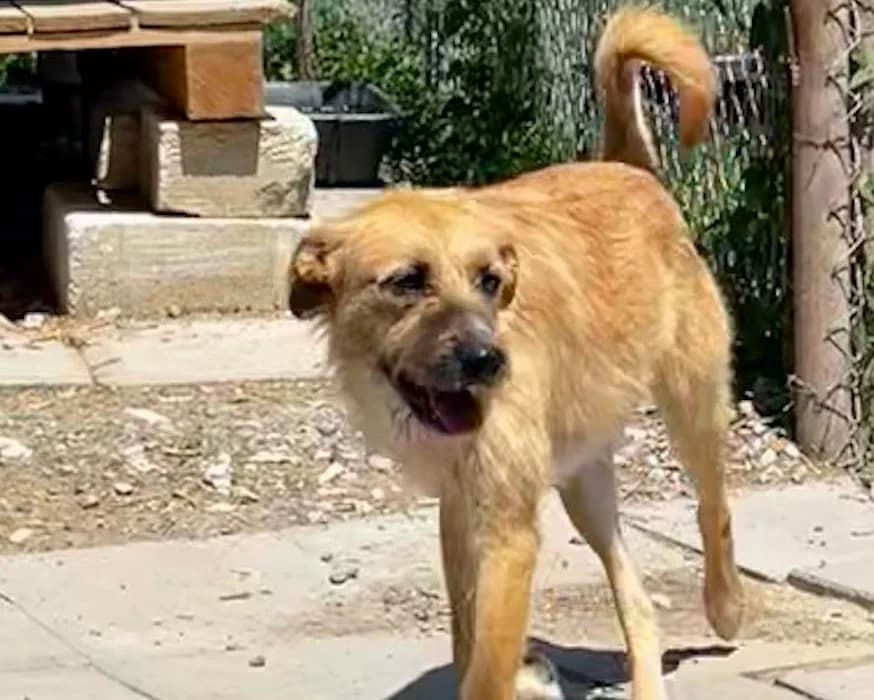 Snoopy, male young Mixed Breed for adoption at Claudias Herzenshunde, Germany