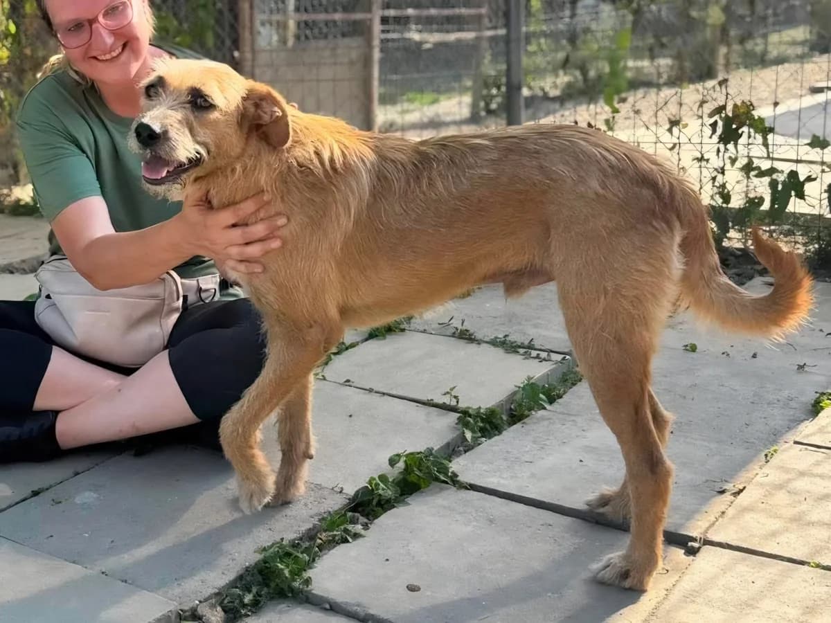 Snoopy, male young Mixed Breed for adoption at Claudias Herzenshunde, Germany