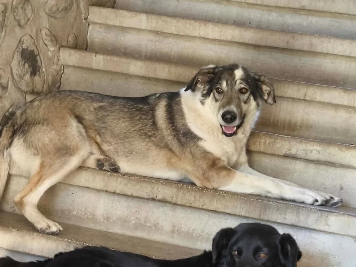 Sofia, female young Mixed Breed for adoption at Claudias Herzenshunde, Germany
