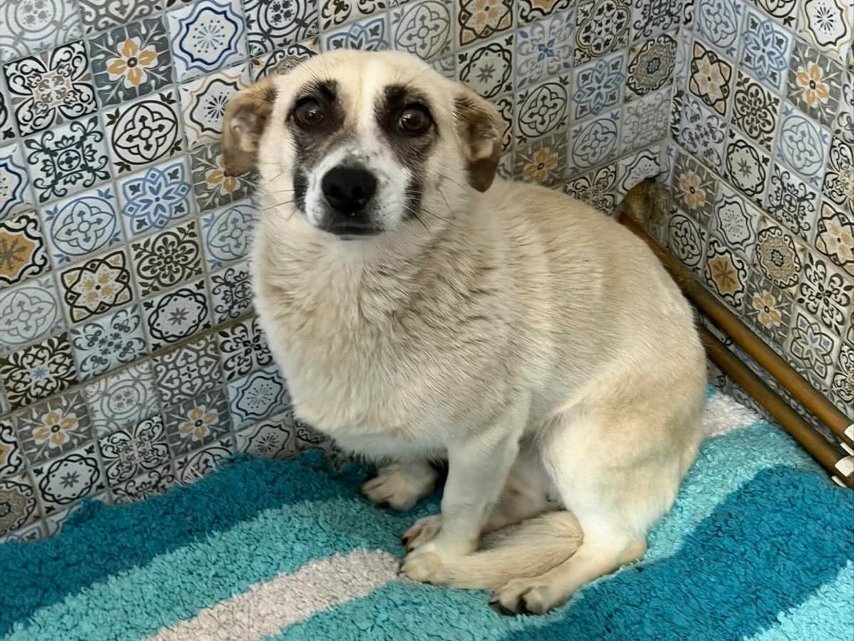 Sorina, female young Mixed Breed for adoption at Claudias Herzenshunde, Germany