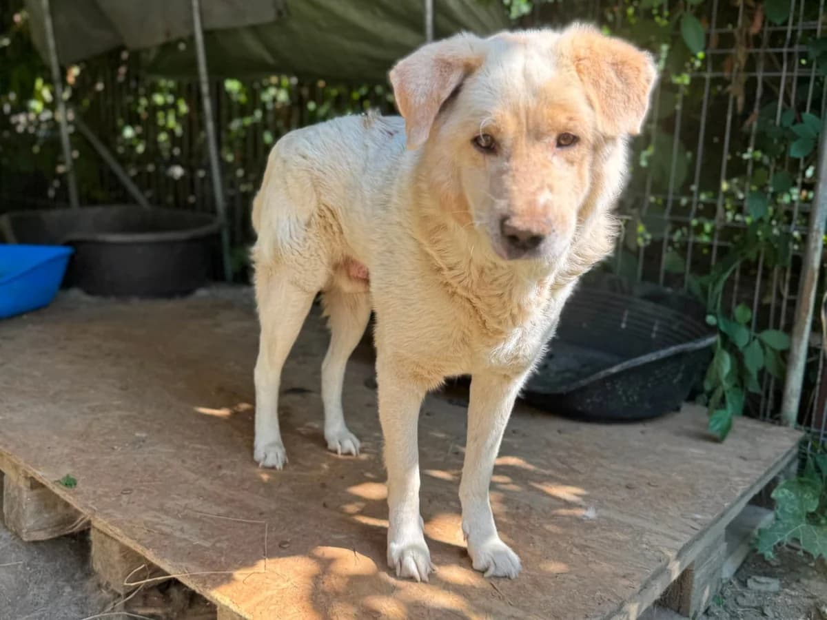 Swavo, male young Mixed Breed for adoption at Claudias Herzenshunde, Germany