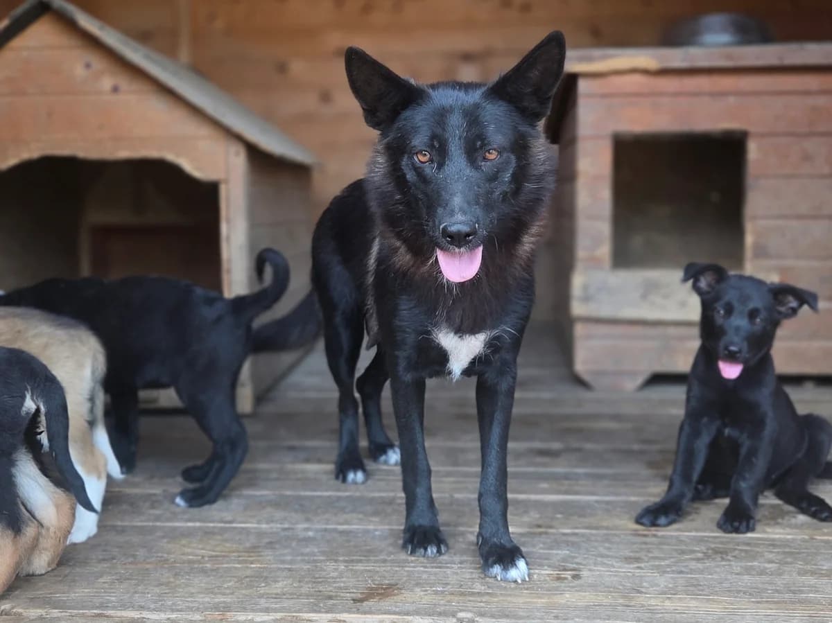 Tarya, female young mixed breed for adoption at Claudias Herzenshunde, Germany