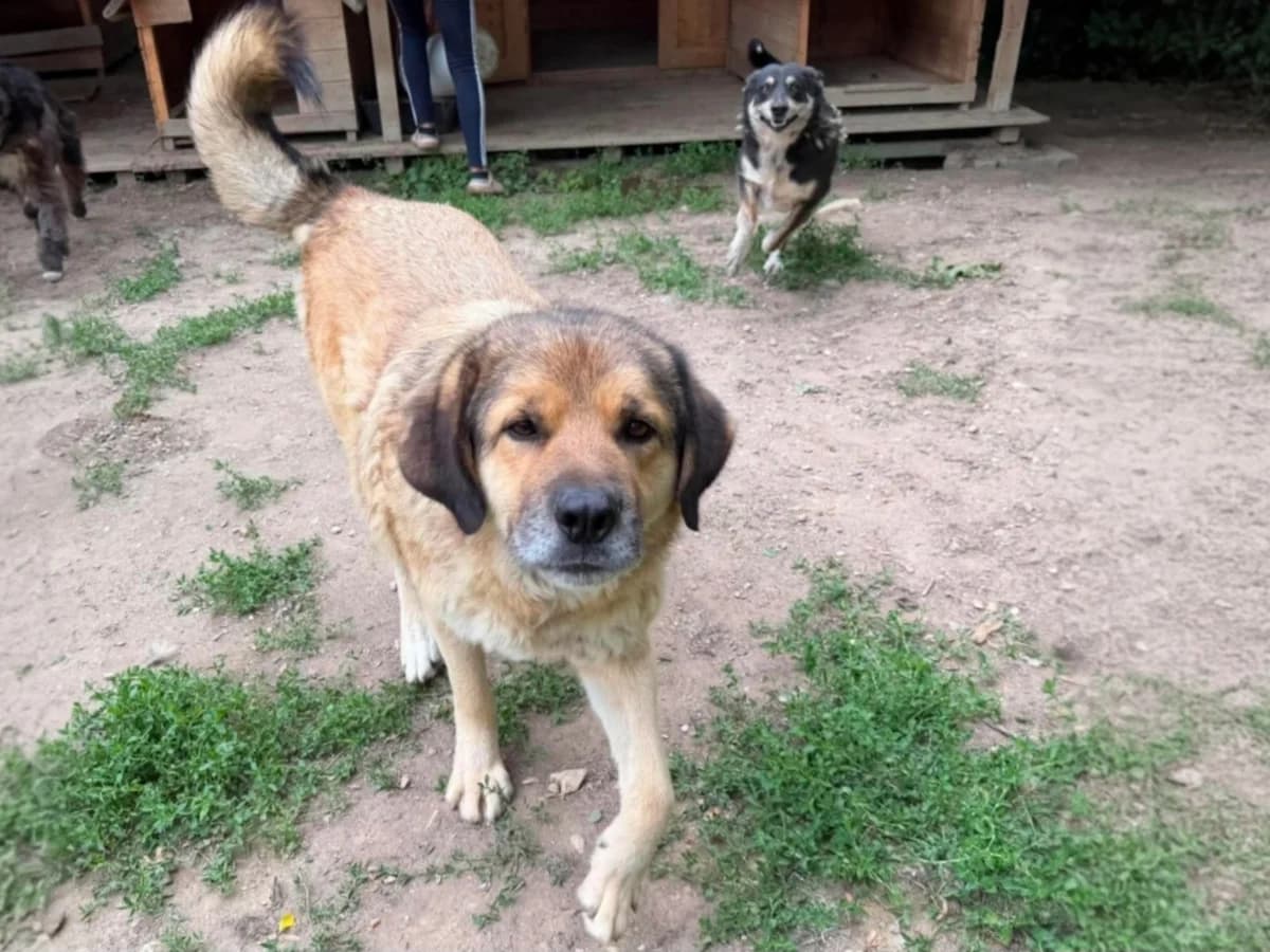 Tarzan, male young Mixed Breed for adoption at Claudias Herzenshunde, Germany